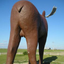 nakedmoose