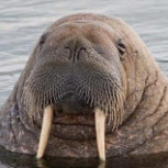 Walrus0001